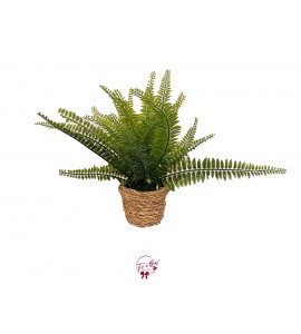 Plant: Fern and Rope Plant 